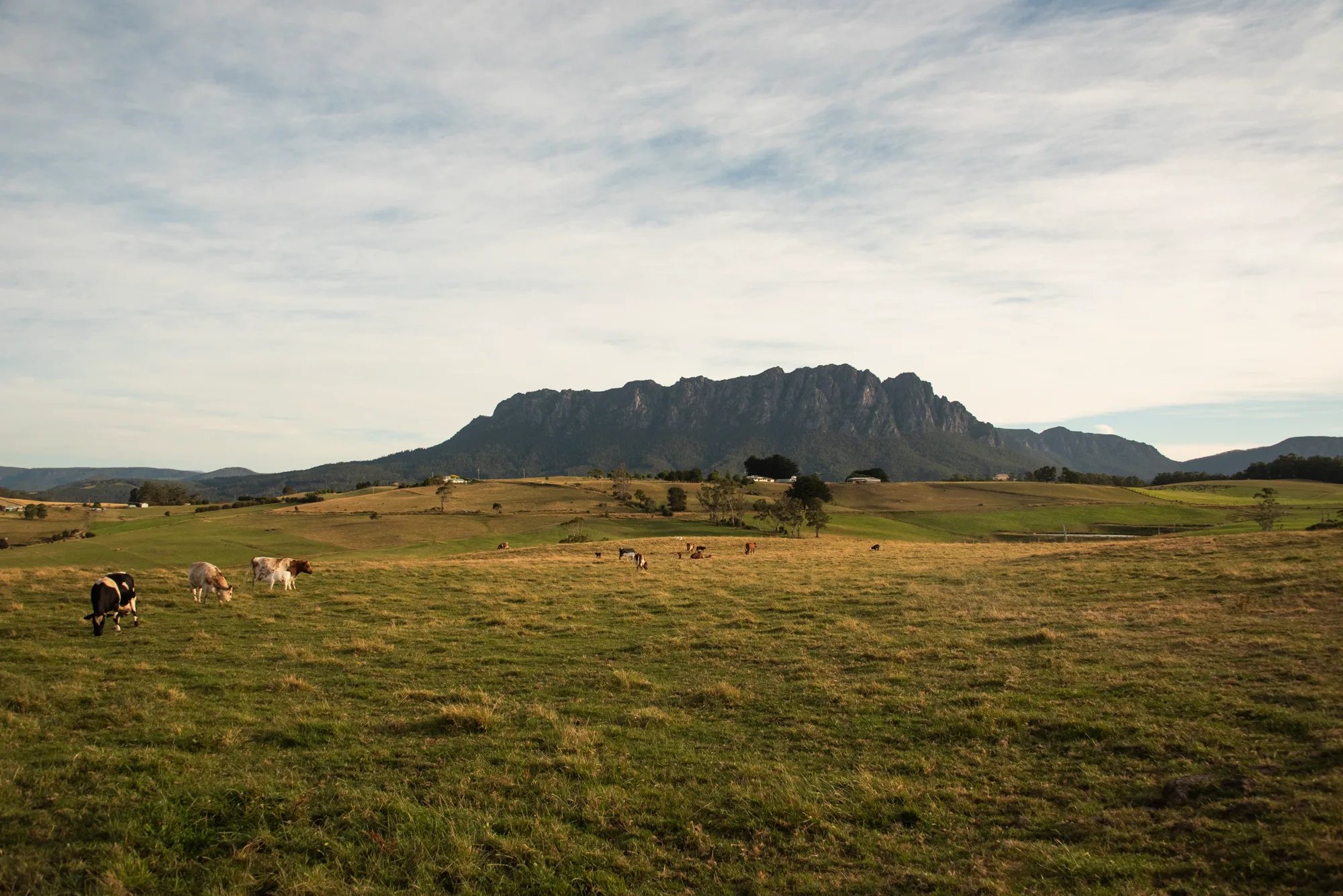 Cattle grazing on pasture below Mount Roland — Tasmania, landscape and travel photography by Janina Laszlo