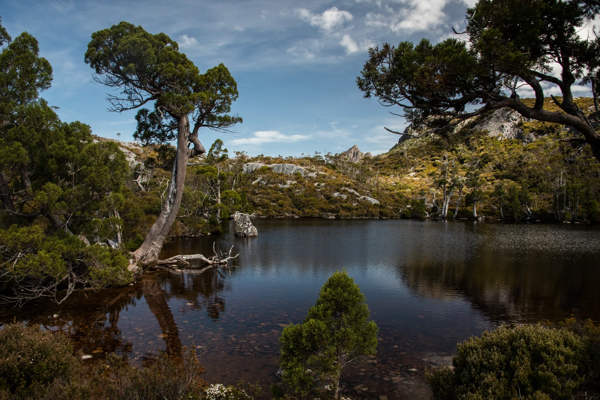 Pencil pines reflected in a dark alpine tarn, Cradle Mountain National Park — Tasmania, landscape and travel photography by Janina Laszlo