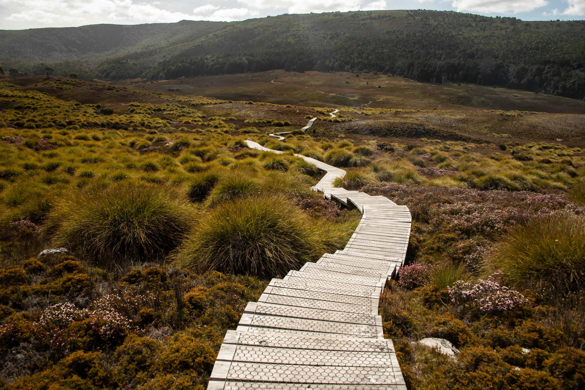 Boardwalk winding through buttongrass moorland, Cradle Mountain National Park — Tasmania, landscape and travel photography by Janina Laszlo
