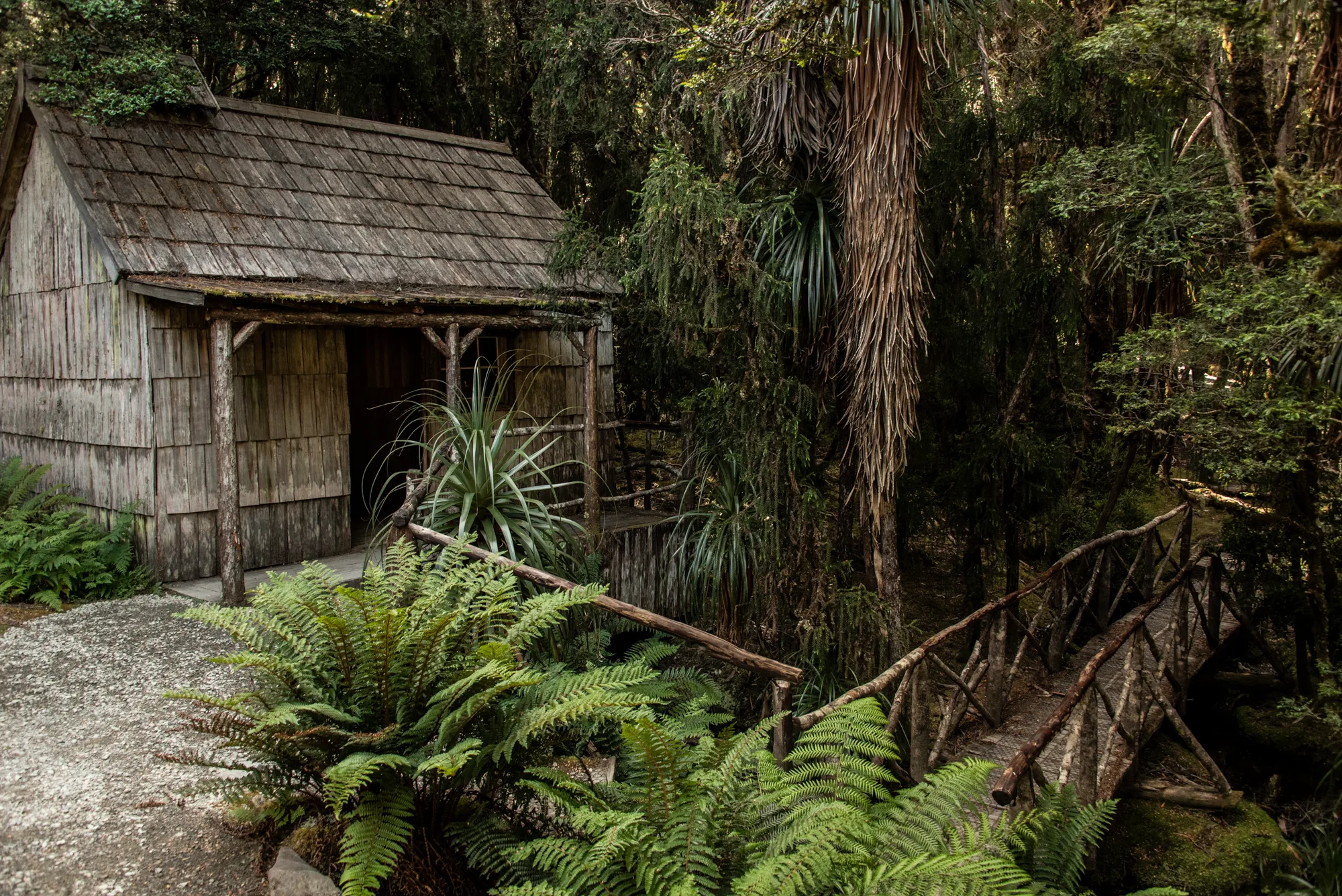 Historic shingle hut among ferns and pandani, Cradle Mountain — Tasmania, landscape and travel photography by Janina Laszlo