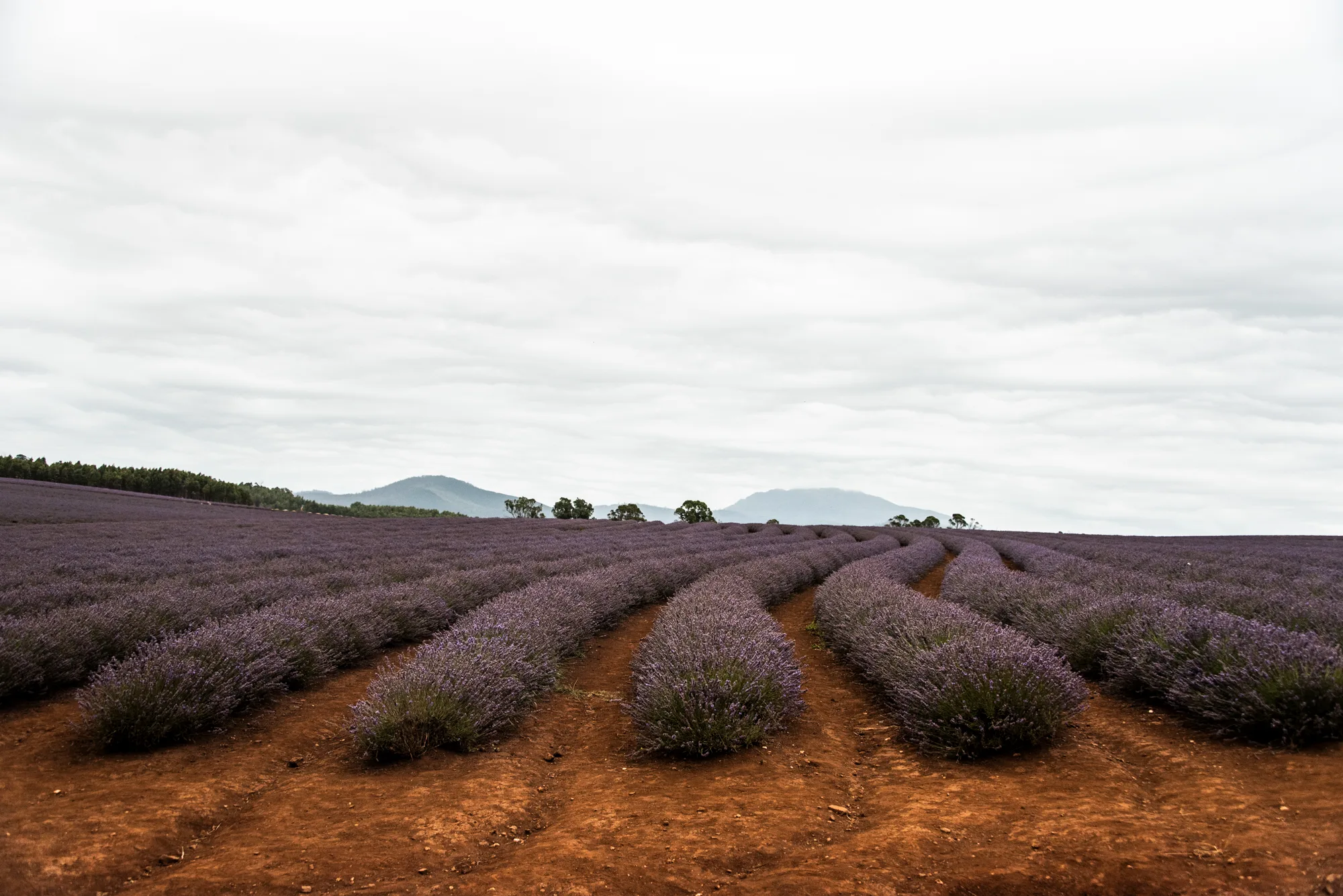 Rows of lavender on red soil at Bridestowe Lavender Estate — Tasmania, landscape and travel photography by Janina Laszlo