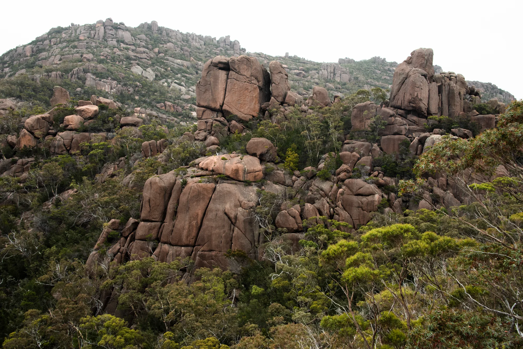 Pink granite outcrops in eucalyptus woodland, Freycinet National Park — Tasmania, landscape and travel photography by Janina Laszlo