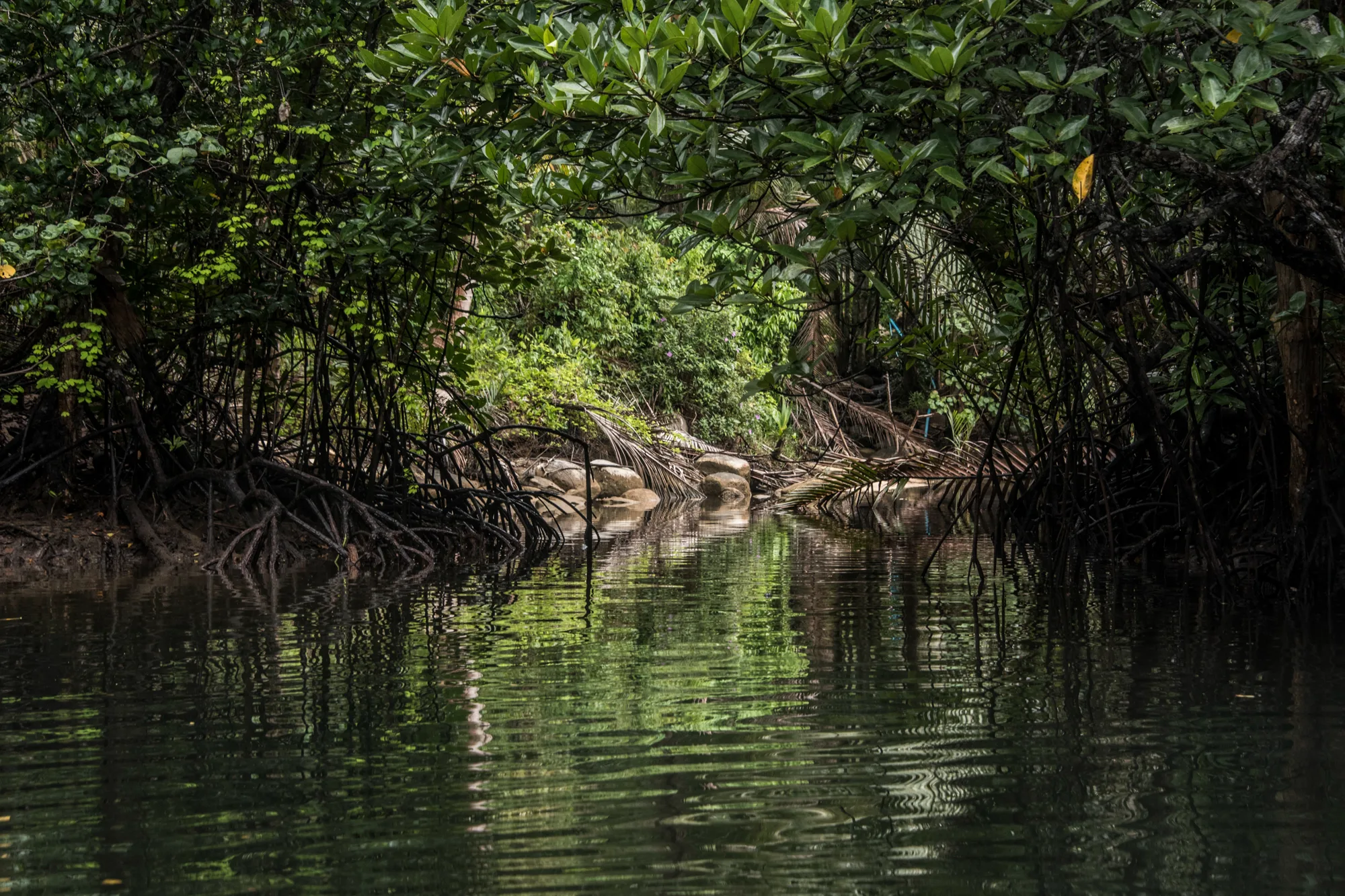 Mangrove channel with arching roots reflected in still water — Thailand, travel and documentary photography by Janina Laszlo
