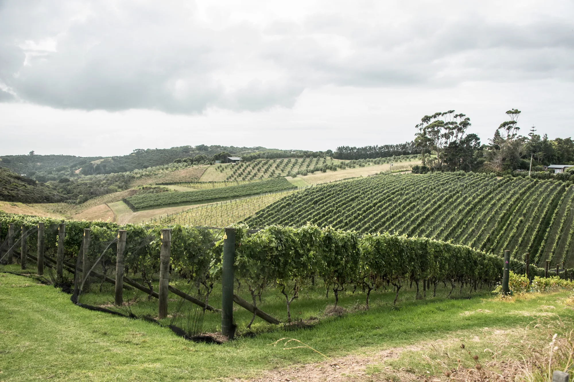 Vineyards rolling over green hills under a cloudy sky, Waiheke Island — Waiheke Island, landscape and travel photography by Janina Laszlo