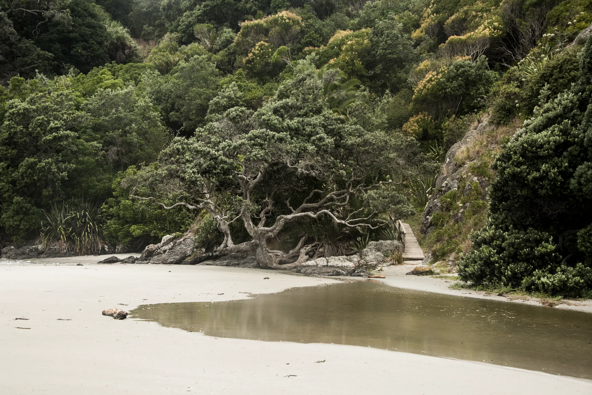 Gnarled coastal tree by a boardwalk on a sandy beach, Waiheke Island — Waiheke Island, landscape and travel photography by Janina Laszlo