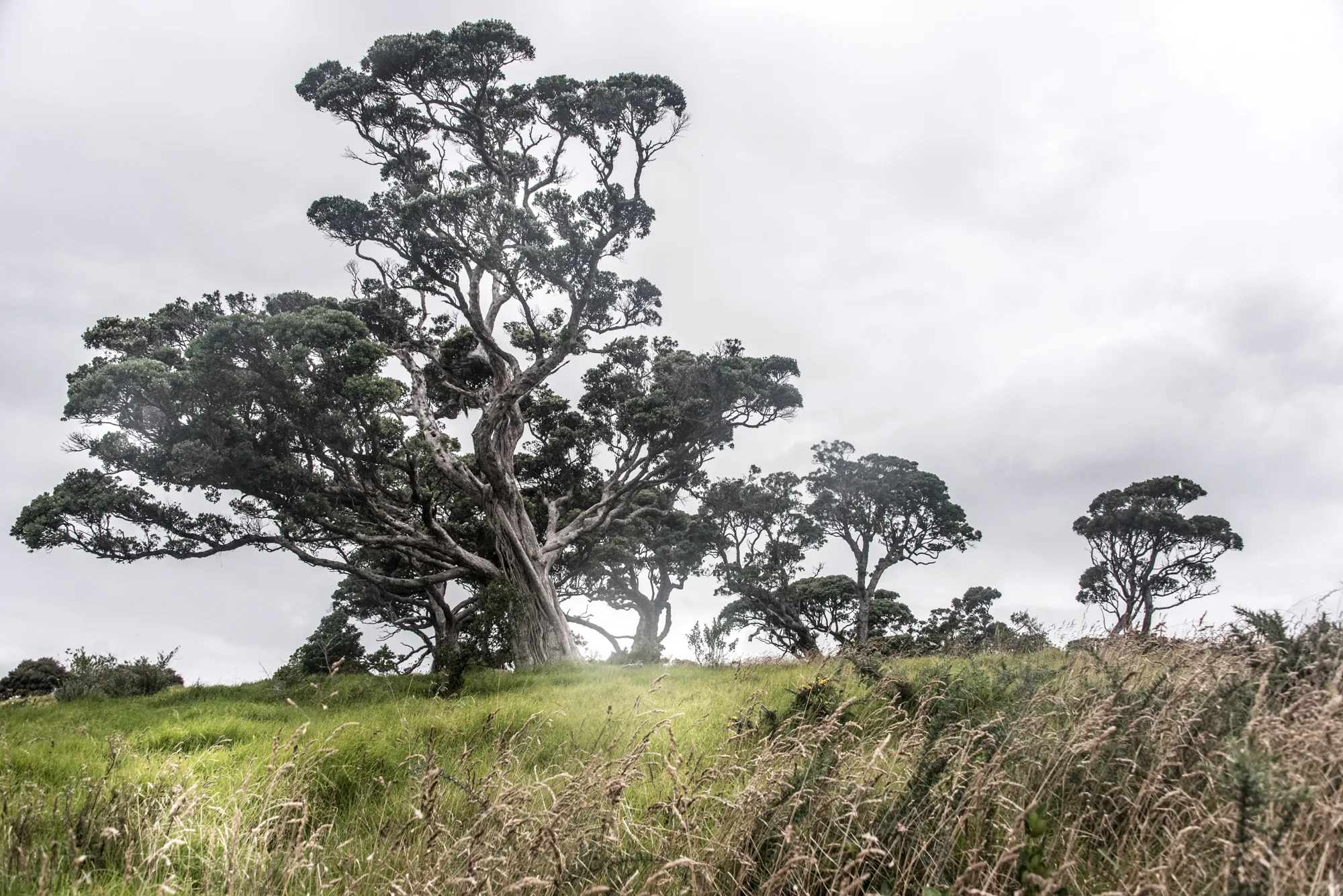 Wind-sculpted trees on a grassy hilltop under a grey sky, Waiheke Island — Waiheke Island, landscape and travel photography by Janina Laszlo