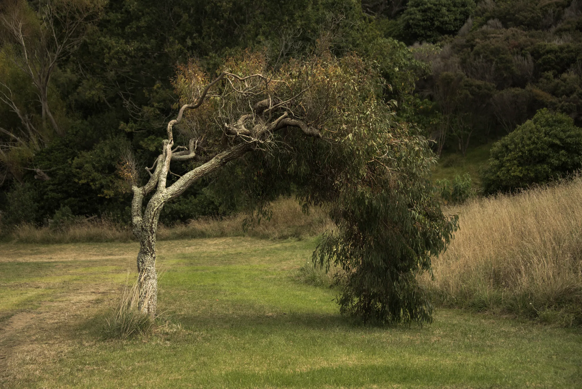 Windswept eucalyptus arching over a mown meadow, Waiheke Island — Waiheke Island, landscape and travel photography by Janina Laszlo
