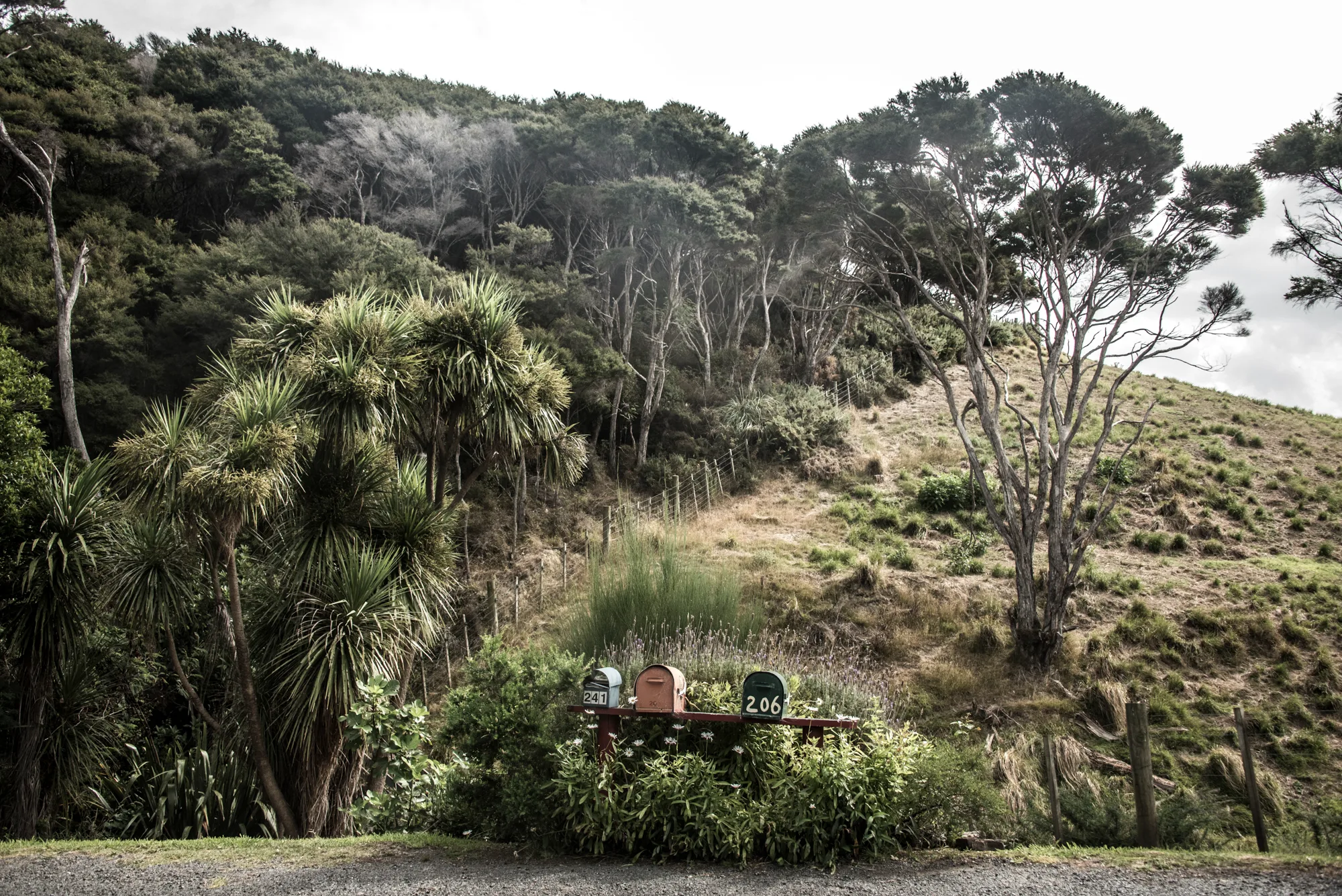 Three roadside mailboxes below cabbage trees and a bush-covered hill, Waiheke Island — Waiheke Island, landscape and travel photography by Janina Laszlo