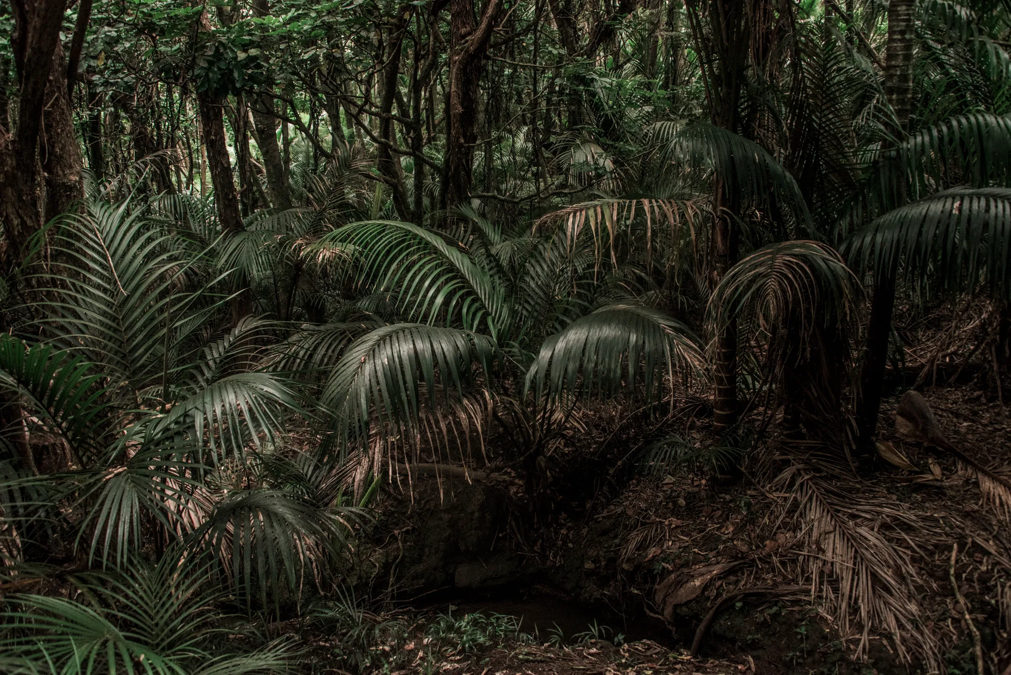 Dense nīkau palm forest, Waiheke Island — Waiheke Island, landscape and travel photography by Janina Laszlo