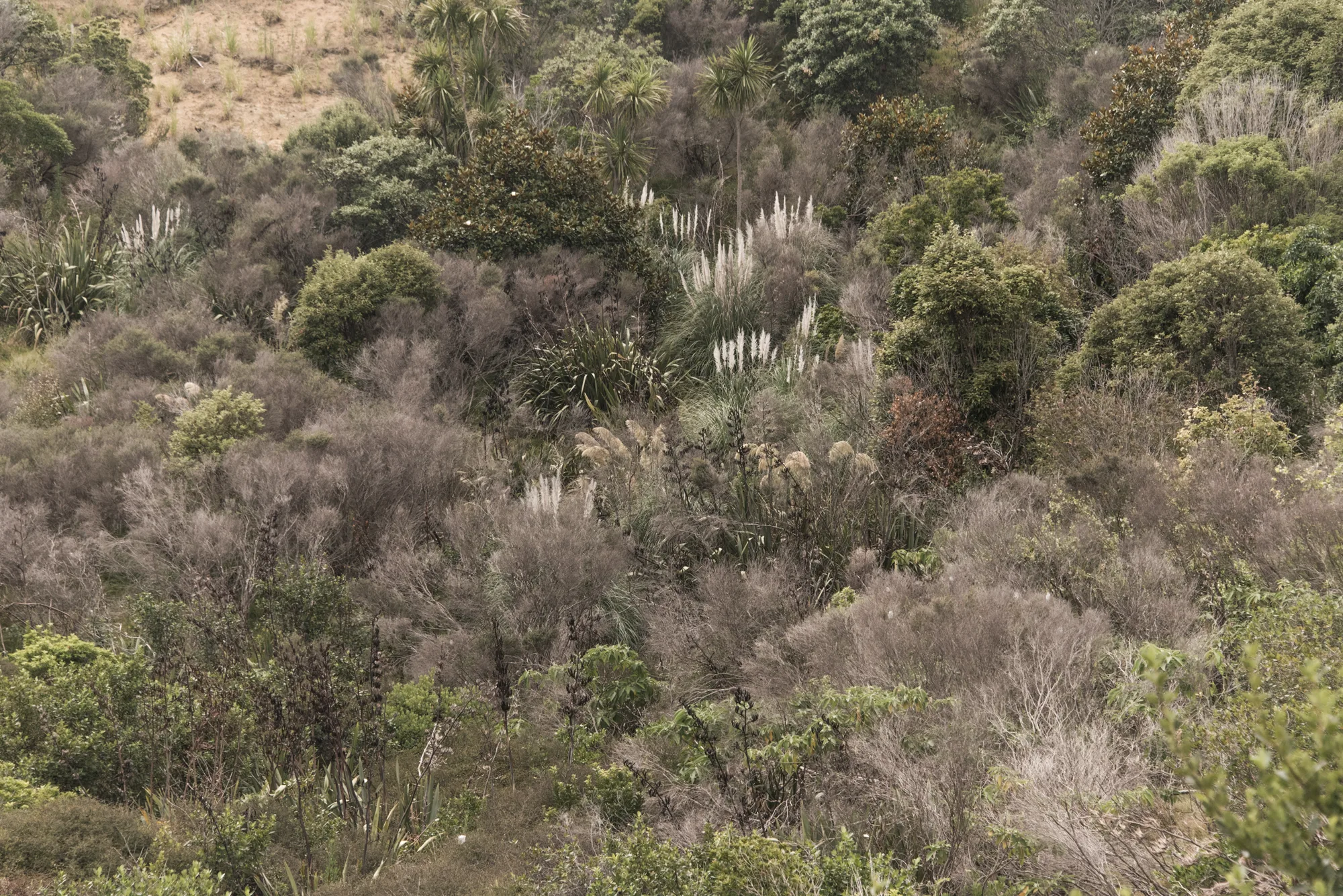Native bush with toetoe plumes and cabbage trees, Waiheke Island — Waiheke Island, landscape and travel photography by Janina Laszlo