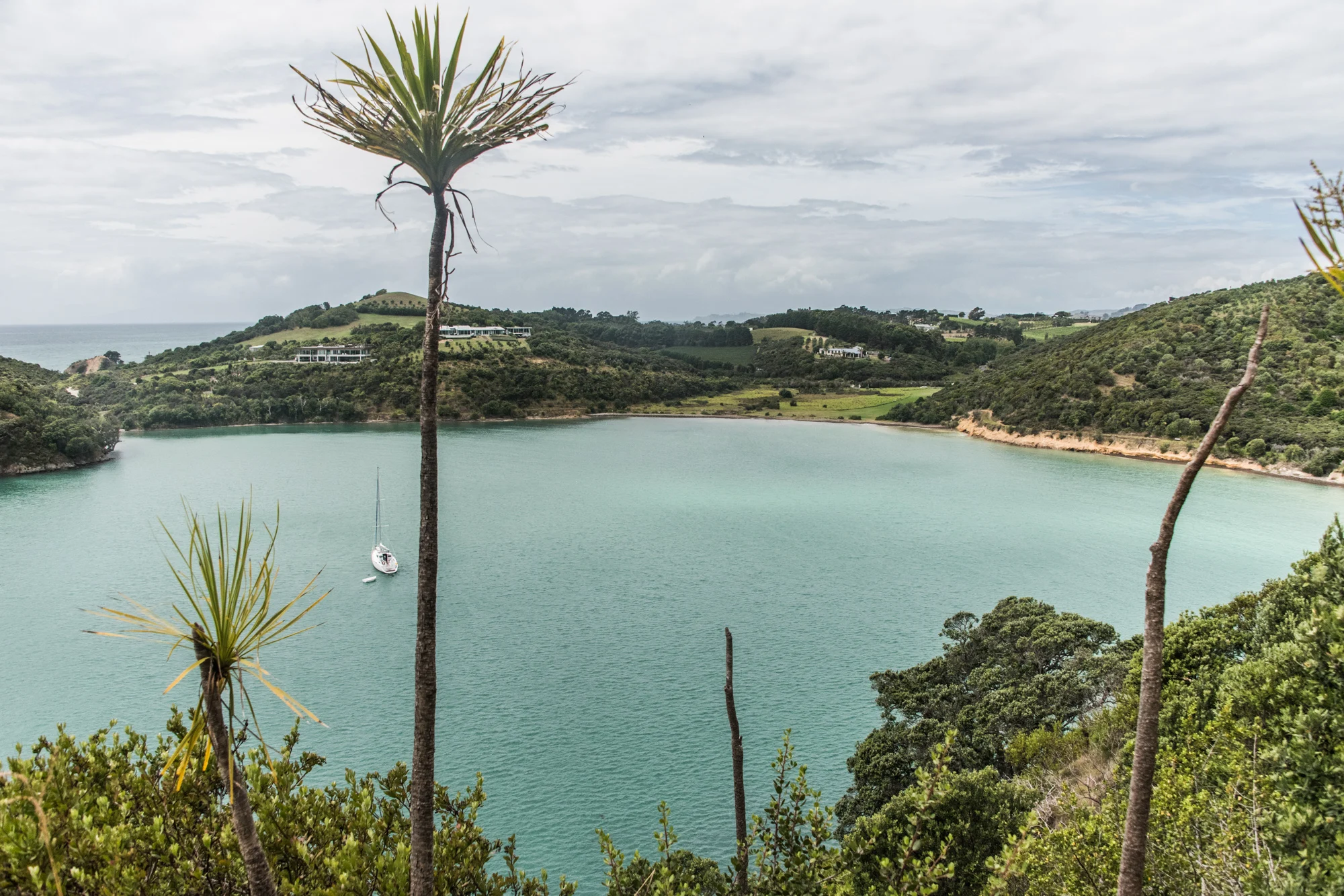 Sailboat anchored in a turquoise bay framed by cabbage trees, villas on the green hills, Waiheke Island — Waiheke Island, travel and landscape photography by Janina Laszlo