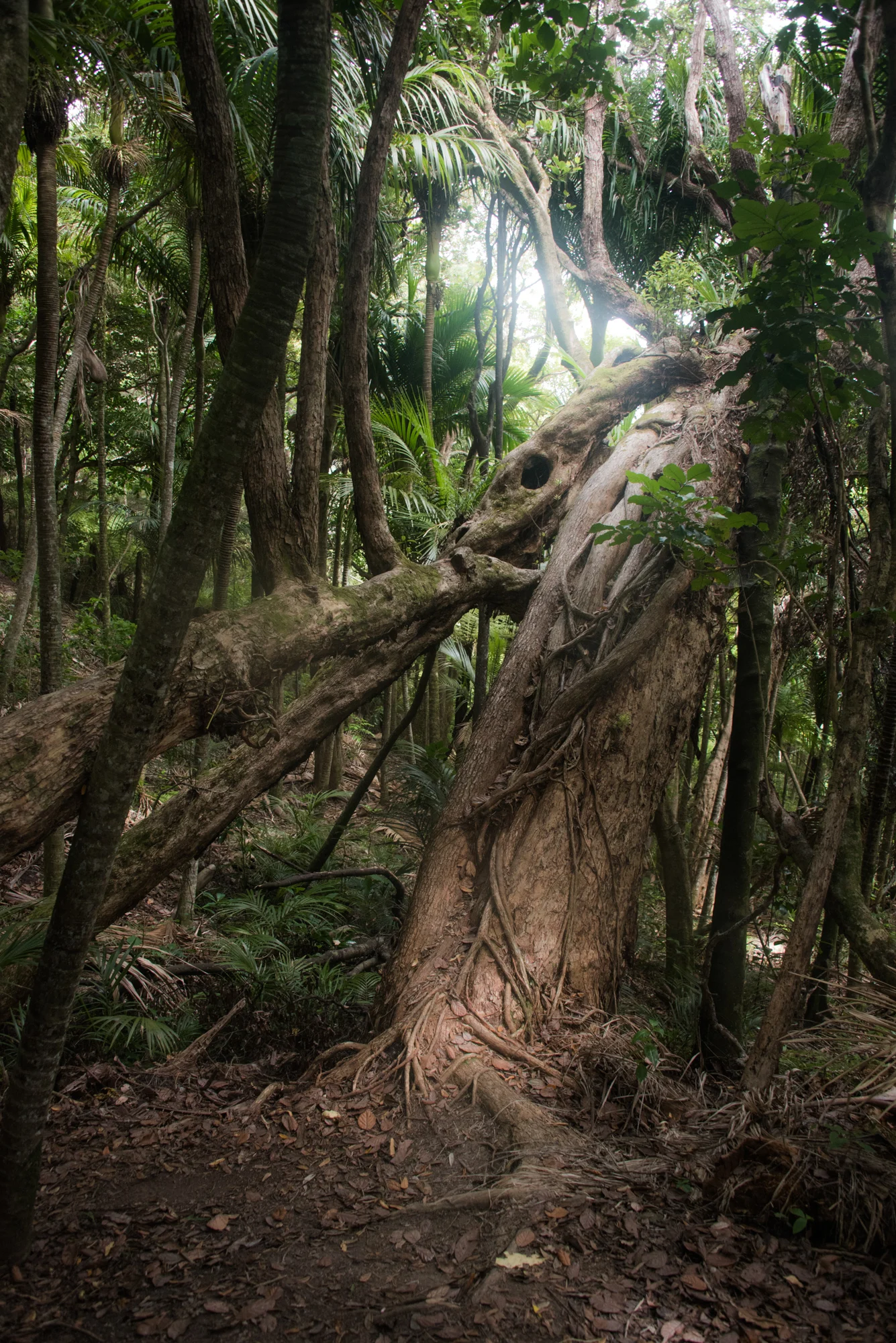 Twisted tree trunk among nīkau palms in dense native bush, Waiheke Island — Waiheke Island, travel and landscape photography by Janina Laszlo