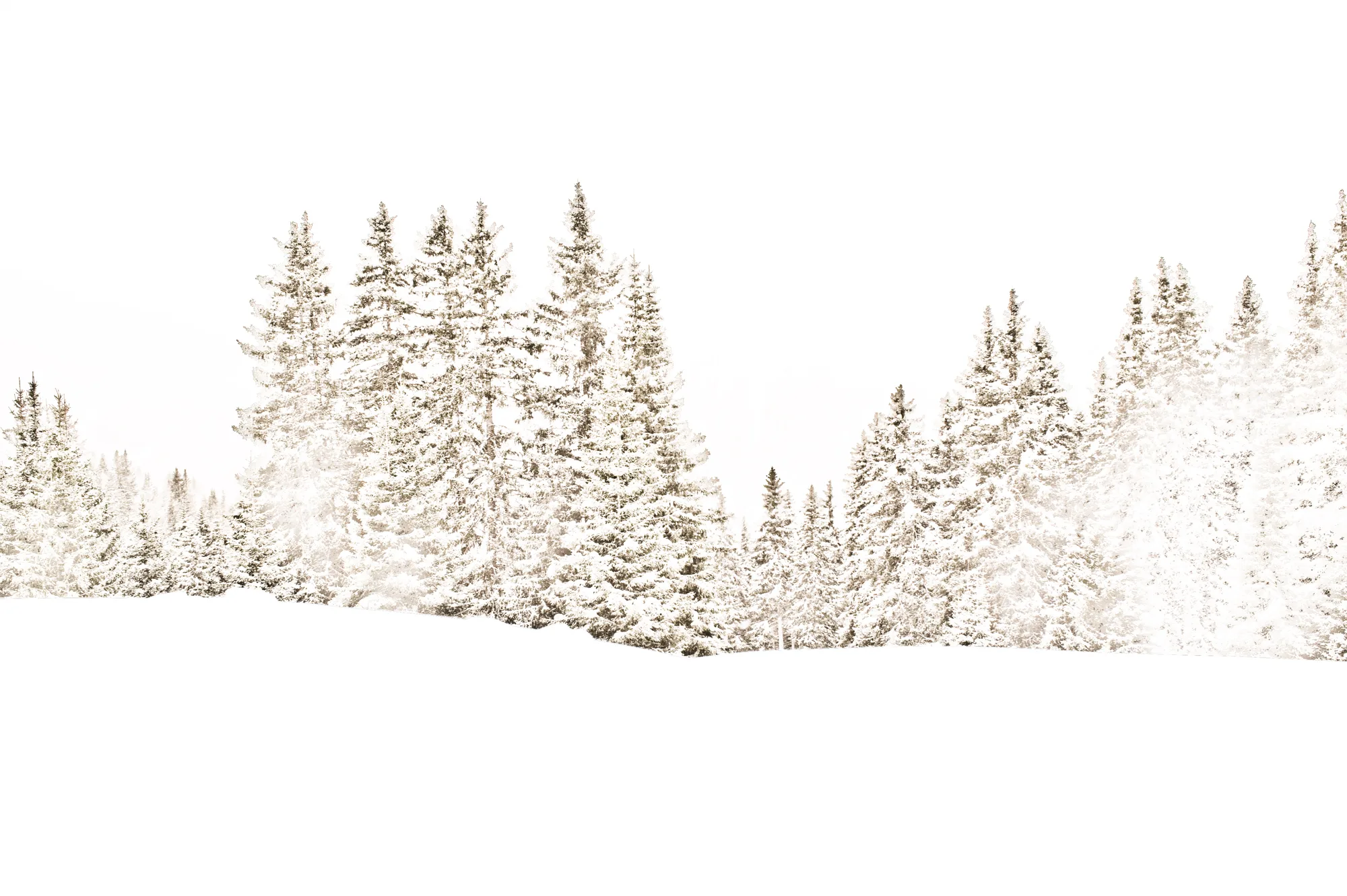 Snow-laden spruces in falling snow, Ziroger Alm — South Tyrol, fine art winter photography by Janina Laszlo